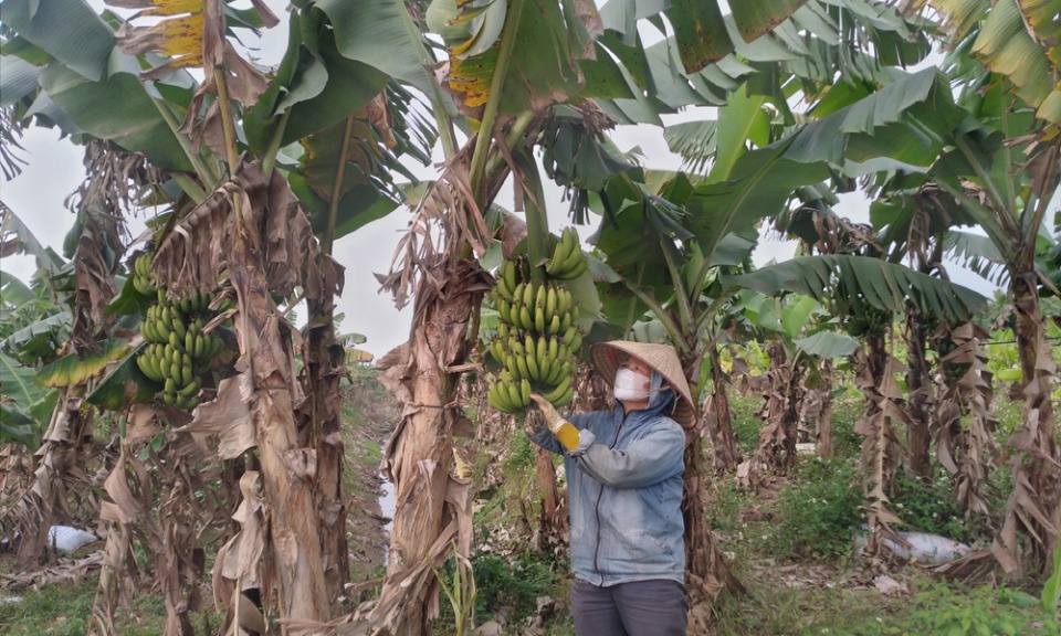 Sản lượng chuối thu hoạch đạt hơn 16 nghìn tấn