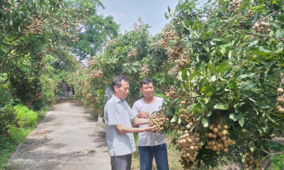 Sản lượng nhãn chín sớm ước đạt gần 4 nghìn tấn quả