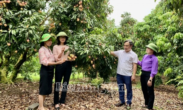 Hợp tác xã vải trứng Hưng Yên: Sản lượng vải trứng Hưng Yên tăng 20%