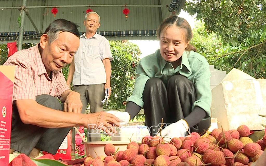 Vải trứng Hưng Yên vào cuối vụ