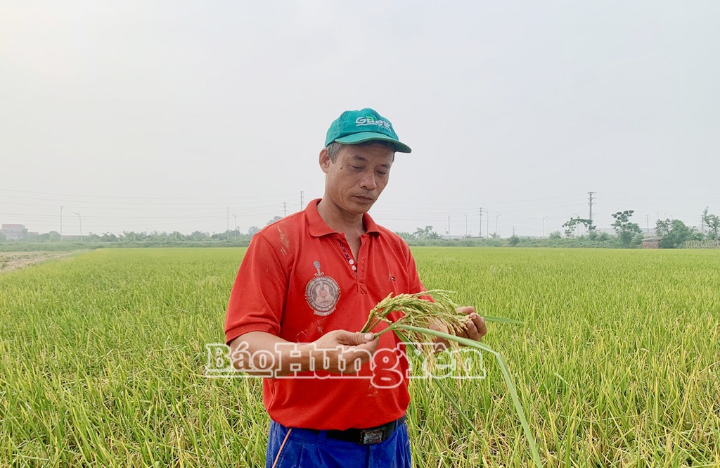 Cấy gần 40 mẫu ruộng hoang, một nông dân xã Nghĩa Dân thu lãi hàng trăm triệu đồng/ vụ