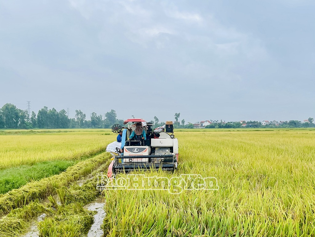 Giá thóc giảm sâu, nông dân Hưng Yên thấp thỏm vụ lúa xuân