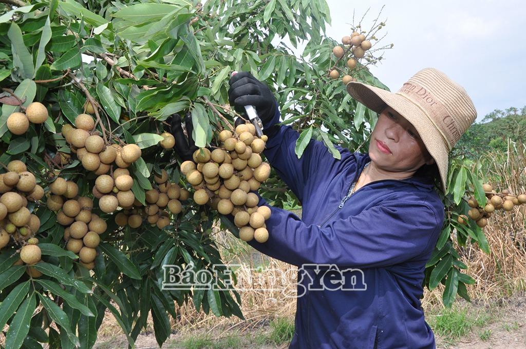 Bài 3: Hướng tới nền nông nghiệp hàng đầu vùng đồng bằng sông Hồng