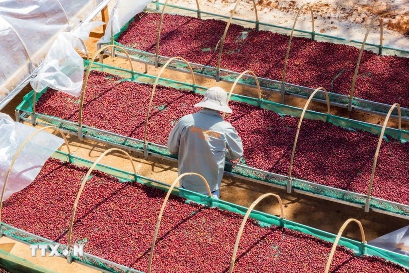 Thị trường hàng hóa nguyên liệu hàng hóa được kỳ vọng sẽ tiếp tục phục hồi