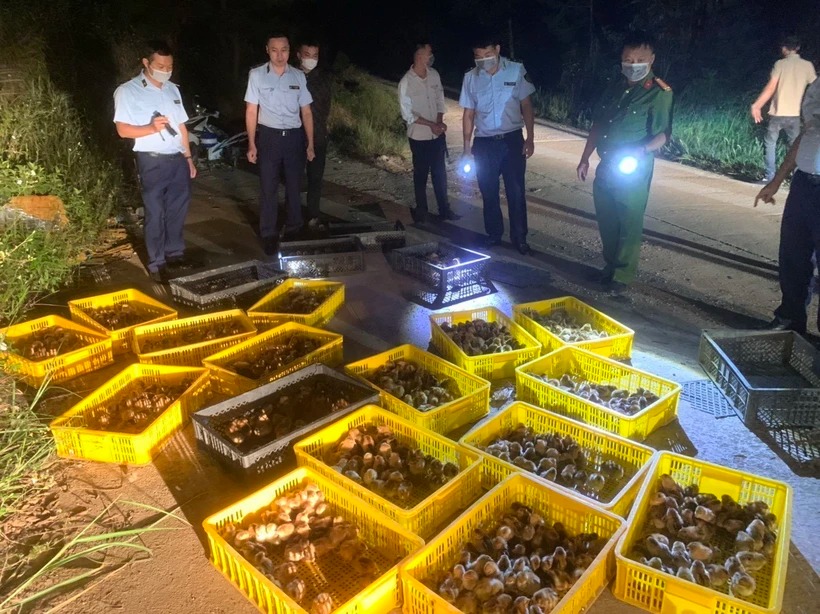 Tăng cường ngăn chặn buôn lậu, vận chuyển trái phép động vật qua biên giới