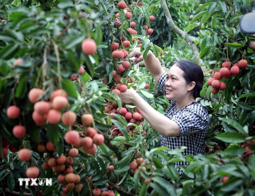 Mùa vải 2025: Sản lượng kỷ lục, kịch bản tiêu thụ và xuất khẩu ra sao?