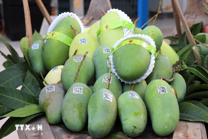 Trái xoài Việt Nam rộng đường xuất ngoại