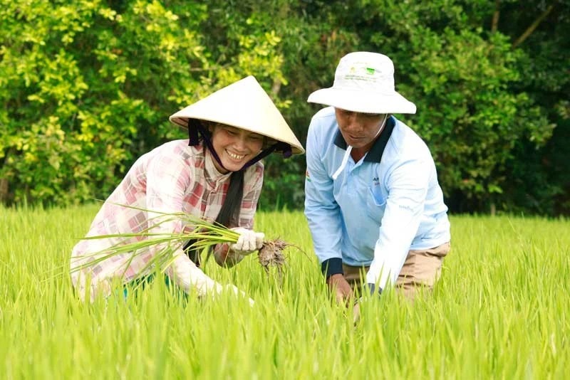 Các địa phương cần khẩn trương thu hoạch nông sản, tránh thiệt hại vì mưa dông