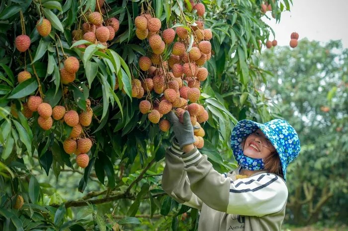 Mùa thu hoạch vải chín sớm Phù Cừ