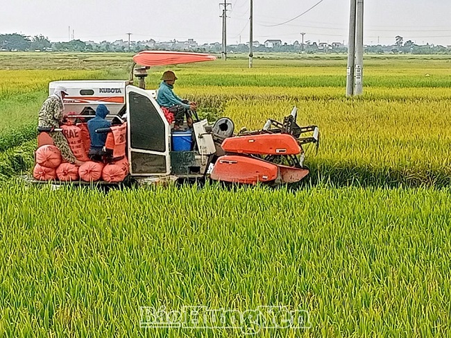 Phù Cừ: Rộn ràng mùa gặt