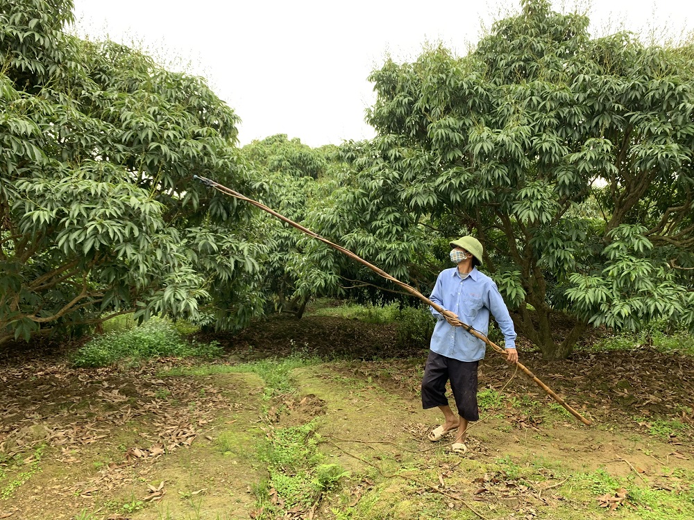 Phù Cừ: Nông dân chăm sóc vải thời kỳ ra hoa, đậu quả